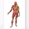 Codex Anatomicus Full Body Anatomy^Muscular system, front - Floral - White