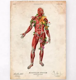 Codex Anatomicus Full Body Anatomy^Muscular system, front - Floral - Vintage