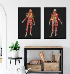 Codex Anatomicus Full Body Anatomy^Muscular system, front - Floral - Black