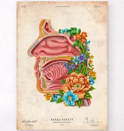 Codex Anatomicus Head & Face^Nasal cavity - Floral - Vintage