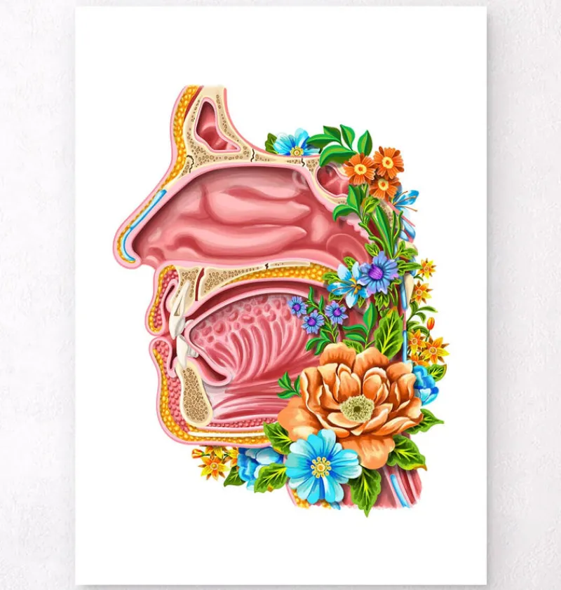 Codex Anatomicus Head & Face^Nasal cavity - Floral - White