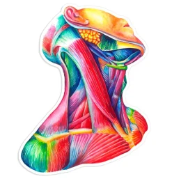 Codex Anatomicus Stickers^Neck anatomy sticker - Watercolor Splash