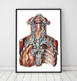 Codex Anatomicus Various Organs | Head & Face^Neck arteries and lymphatic system anatomy art