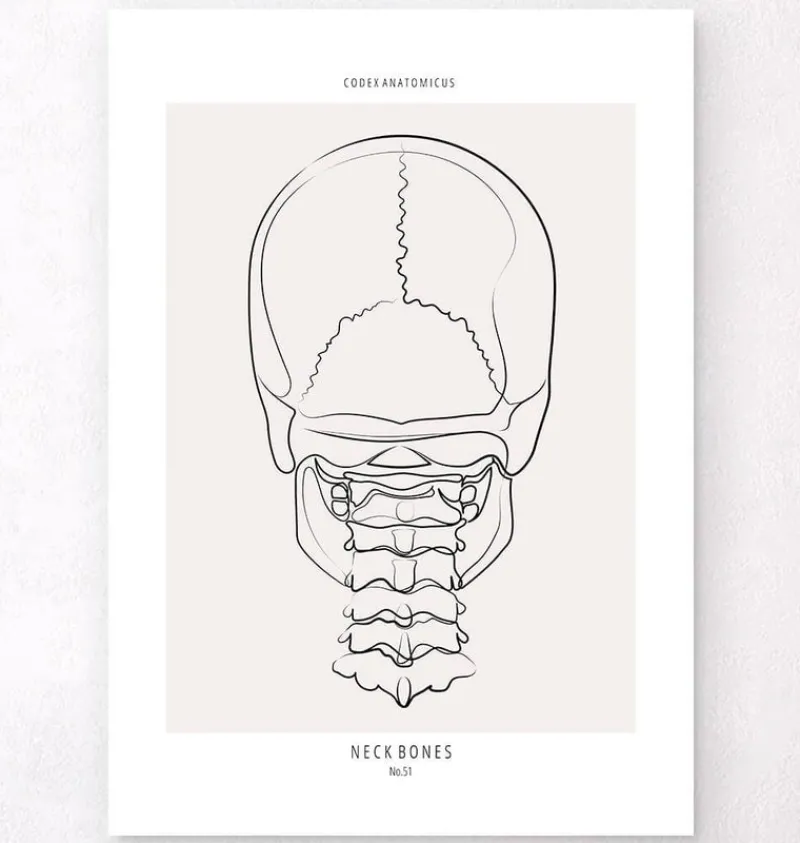 Codex Anatomicus Skull & Skeleton^Neck bones - Line Art