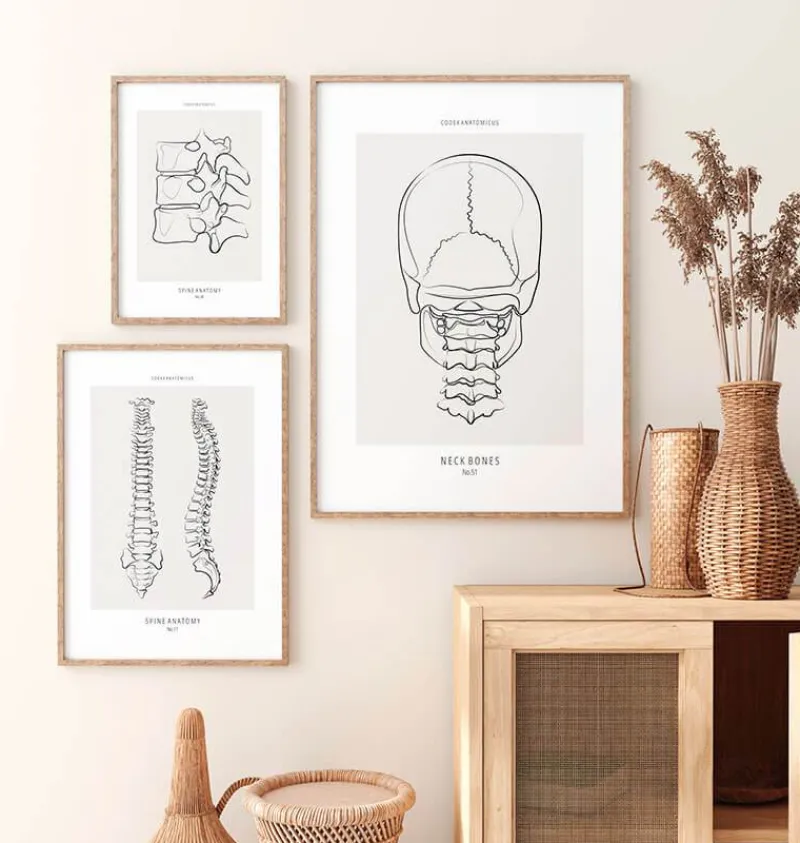 Codex Anatomicus Skull & Skeleton^Neck bones - Line Art