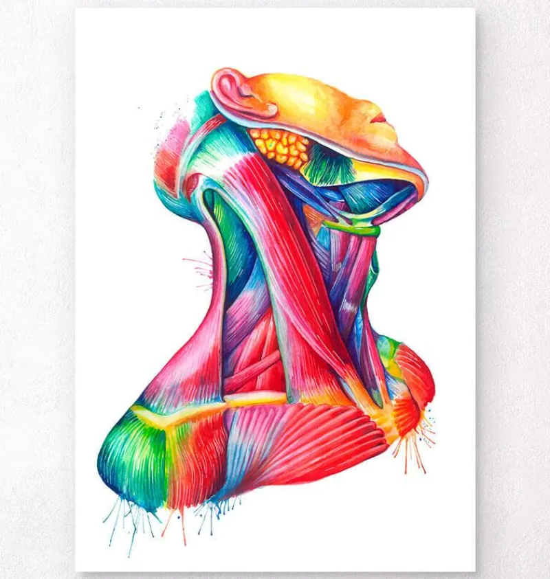 Codex Anatomicus Head & Face^Neck muscles anatomy art - Watercolor splash