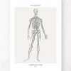 Codex Anatomicus Brain Anatomy^Nervous System - Line Art