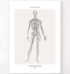 Codex Anatomicus Brain Anatomy^Nervous System - Line Art