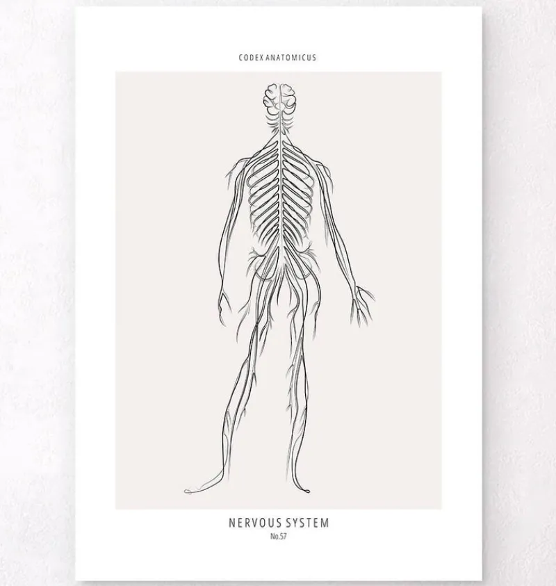 Codex Anatomicus Brain Anatomy^Nervous System - Line Art