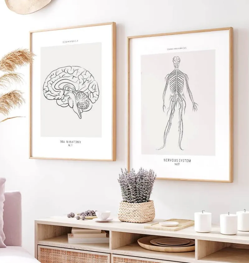 Codex Anatomicus Brain Anatomy^Nervous System - Line Art