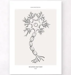 Codex Anatomicus Brain Anatomy^Neuron anatomy - Line Art