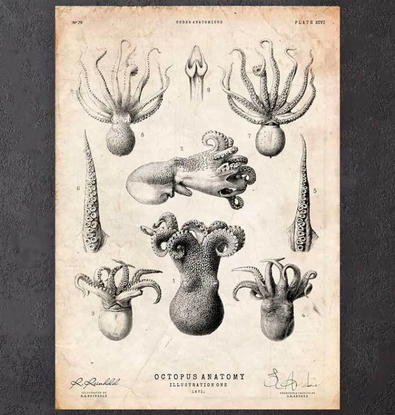 Codex Anatomicus Animal Anatomy^Octopus anatomy print