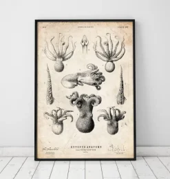 Codex Anatomicus Animal Anatomy^Octopus anatomy print