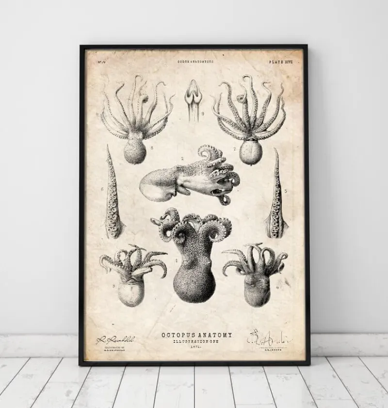 Codex Anatomicus Animal Anatomy^Octopus anatomy print