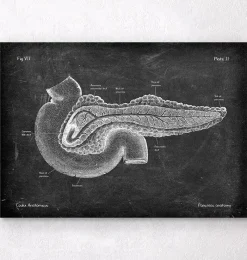 Codex Anatomicus Digestive System^Pancreas anatomy - Chalkboard