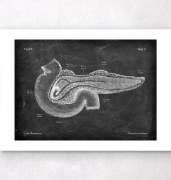Codex Anatomicus Digestive System^Pancreas anatomy - Chalkboard