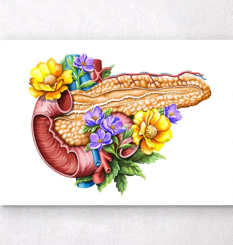 Codex Anatomicus Digestive System^Pancreas anatomy - Floral - White