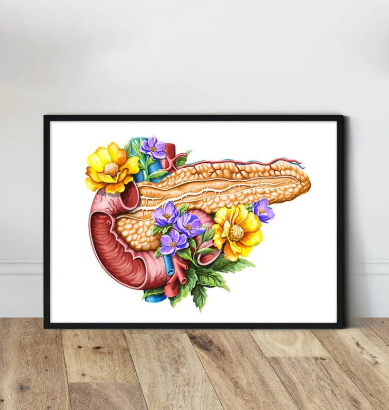 Codex Anatomicus Digestive System^Pancreas anatomy - Floral - White