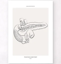 Codex Anatomicus Digestive System^Pancreas anatomy - Line Art
