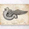 Codex Anatomicus Digestive System^Pancreas anatomy art