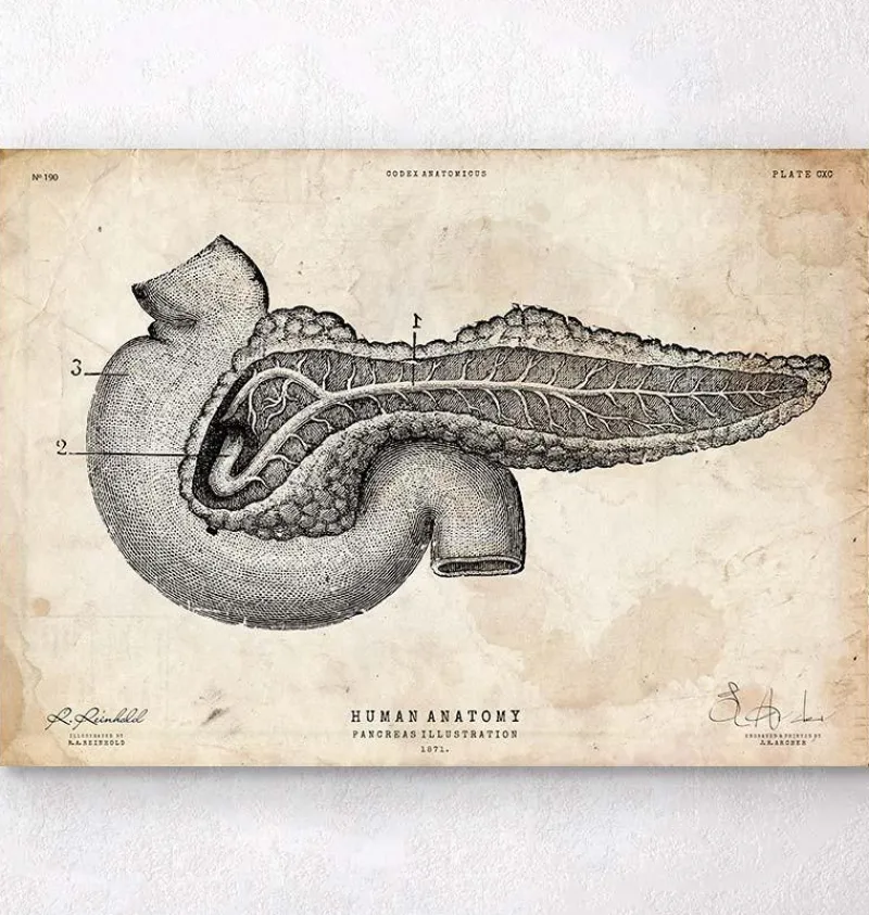 Codex Anatomicus Digestive System^Pancreas anatomy art