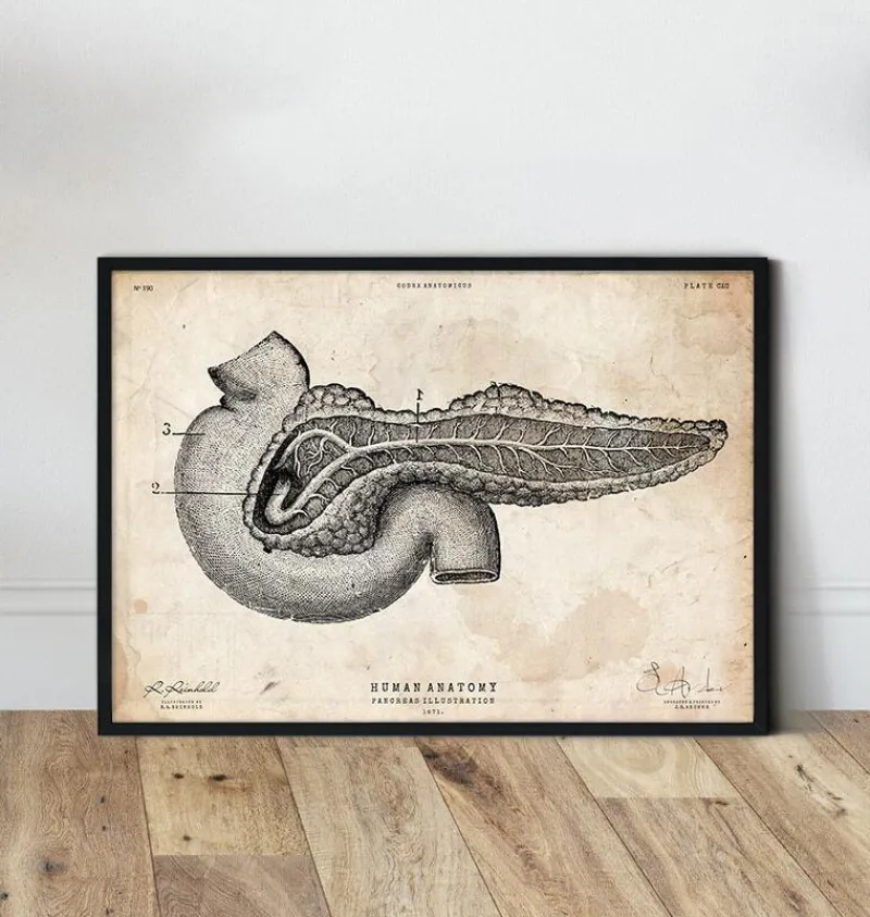 Codex Anatomicus Digestive System^Pancreas anatomy art
