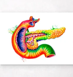 Codex Anatomicus Various Organs | Digestive System^Pancreas anatomy art - Watercolor splash