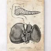 Codex Anatomicus Digestive System | Kidney & Liver^Pancreas and liver anatomy poster