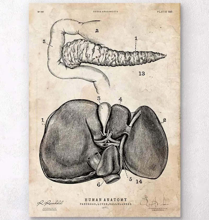 Codex Anatomicus Digestive System | Kidney & Liver^Pancreas and liver anatomy poster