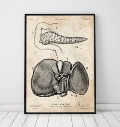 Codex Anatomicus Digestive System | Kidney & Liver^Pancreas and liver anatomy poster