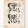 Codex Anatomicus Skull & Skeleton^Pelvic bones anatomy - Male & Female