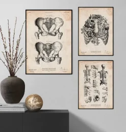 Codex Anatomicus Skull & Skeleton^Pelvic bones anatomy - Male & Female