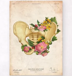 Codex Anatomicus Skull & Skeleton^Pelvis anatomy - Floral - Vintage