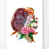 Codex Anatomicus Obstetrics & Gynecology^Placenta anatomy - Floral - White
