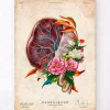 Codex Anatomicus Obstetrics & Gynecology^Placenta anatomy - Floral - Vintage