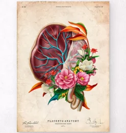 Codex Anatomicus Obstetrics & Gynecology^Placenta anatomy - Floral - Vintage