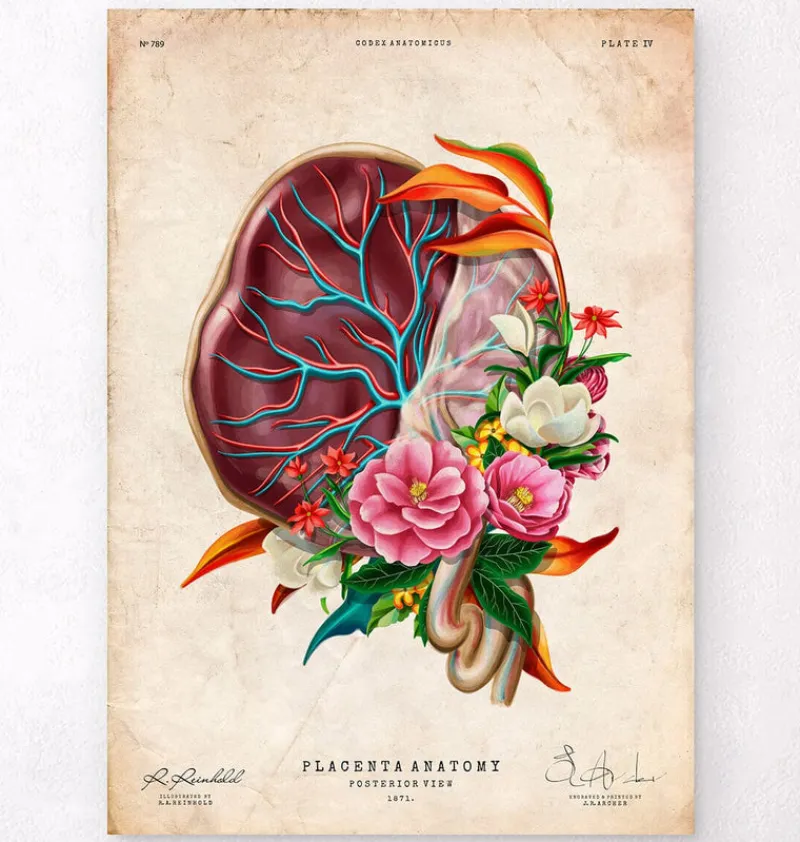 Codex Anatomicus Obstetrics & Gynecology^Placenta anatomy - Floral - Vintage