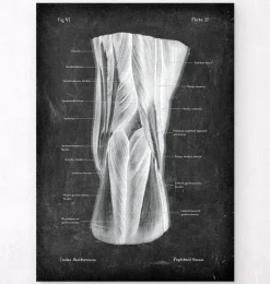 Codex Anatomicus Hands & Legs^Popliteal fossa - Chalkboard