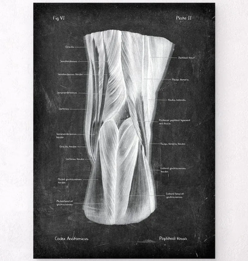 Codex Anatomicus Hands & Legs^Popliteal fossa - Chalkboard