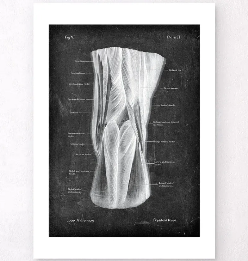 Codex Anatomicus Hands & Legs^Popliteal fossa - Chalkboard