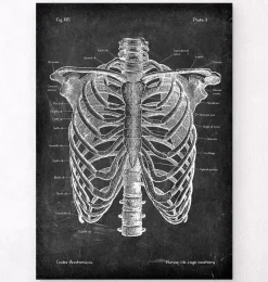 Codex Anatomicus Skull & Skeleton^Rib cage anatomy - Chalkboard