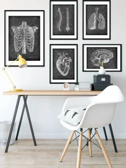 Codex Anatomicus Skull & Skeleton^Rib cage anatomy - Chalkboard