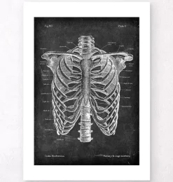 Codex Anatomicus Skull & Skeleton^Rib cage anatomy - Chalkboard