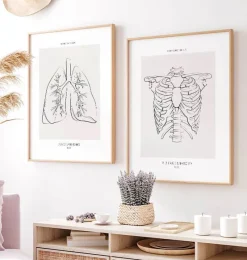 Codex Anatomicus Skull & Skeleton^Rib cage anatomy - Line Art