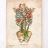Codex Anatomicus Skull & Skeleton^Rib cage anatomy II - Floral - Vintage