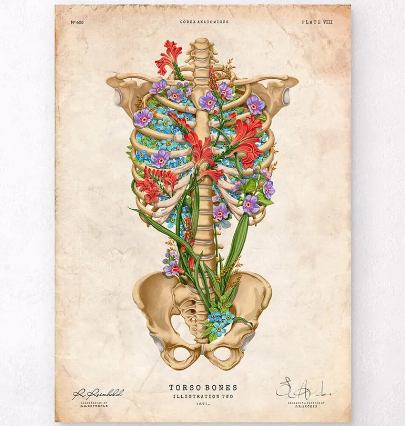 Codex Anatomicus Skull & Skeleton^Rib cage anatomy II - Floral - Vintage