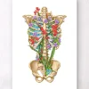 Codex Anatomicus Skull & Skeleton^Rib cage anatomy II - Floral - White