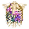 Codex Anatomicus Stickers^Rib cage anatomy sticker - Floral