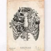 Codex Anatomicus Skull & Skeleton^Rib cage print