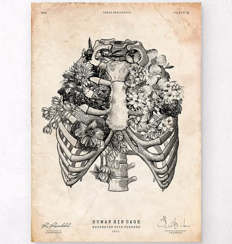 Codex Anatomicus Skull & Skeleton^Rib cage print